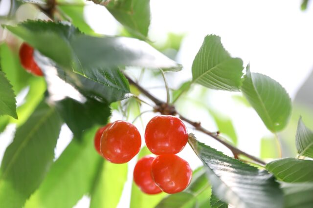 さくらんぼ（佐藤錦、紅秀峰、やまがた紅王）